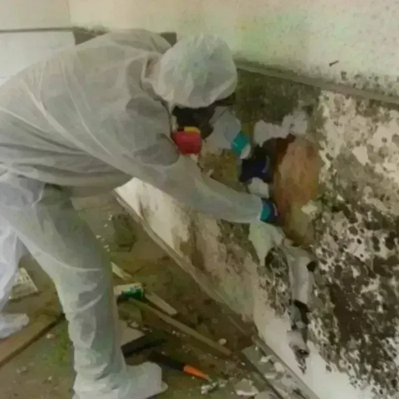 Mold Remediation and Removal in North Shore, VA